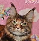 Rockface_coon